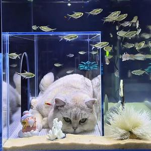 Nido para Gatos y Acuario para Peces 2 en 1 Integrado al por Mayor - Mueble Interactivo Ecológico de Cristal Ultra Blanco para Mascotas para Sala de Estar - Product Image 2