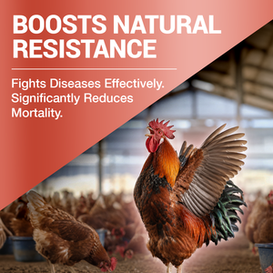 Extraits de bêta-glucanes personnalisés ODM IMMAGRO pour la santé des animaux d'élevage, la régulation immunitaire, le soutien immunitaire, l'alimentation animale - Product Image 5