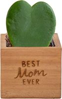 Mini plante succulente personnalisée en pot dans un décor en bois jardinière cadeaux pour anniversaire pendaison de crémaillère fête des mères coffret cadeau