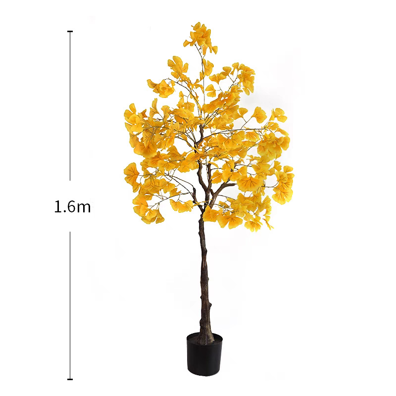 Arbre ginkgo de 160 cm, tige unique.