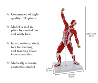 Modelo de Anatomía Muscular Humana para la Enseñanza en la Facultad de Medicina, Modelo de Torso Muscular Humano, Modelo de Anatomía