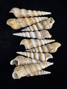 <span class=keywords><strong>100</strong></span> Piezas de Conchas Marinas en Forma de Corazón de 1.5-2.5 CM, Blancas, Pequeñas, para Pintar, Decoración de Bodas y Playa, al por Mayor - Product Image 4