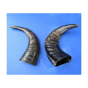 Astas de Búfalo Naturales de Grado de Exportación (Origen Ganadero) Mantenidas en Condiciones Superiores con Almacenamiento Congelado para Envío a Granel - Product Image 3