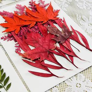 Toptan Gerçek Preslenmiş Çiçekler Yapraklar Lot Karışık Set Kurutulmuş Preslenmiş Çim Yeşil Pamuk Yaprağı Düğün Noel Dekorasyonu için - Product Image 5