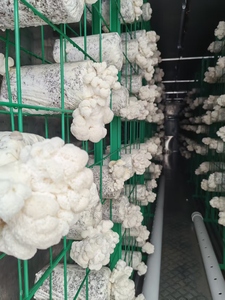 Contenedor de Cultivo Hidropónico para Hongos Hezhou HM-40FT de 40 Pies, Sistema Inteligente de Alto Rendimiento y Ahorro de Energía, Certificado ISO9001 para Granjas - Product Image 5