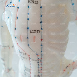 बिक्री के लिए नया मानव एक्यूपंक्चर अंग्रेजी चिकित्सा मॉडल 26 सेमी - Product Image 6