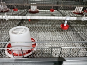 Nouvelle cage d'élevage et de pouponnage en acier galvanisé de type H pour poulettes de 0 à 17 semaines, usage commercial en élevage - Product Image 3