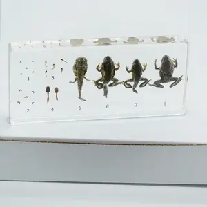 Gerçek böcek gömülü reçine kurbağa hayat korunmuş biyolojik örnekler gerçek böcek örnekleri koleksiyonu