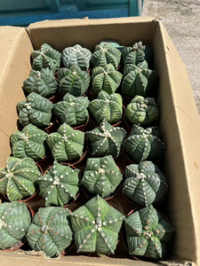 [Astrophytum myriostigma] Cactus Gorro de Obispo, Suculenta Viva sin Espinas, Resistente a la Sequía, Especímenes de Plantas Raras - Product Image 4