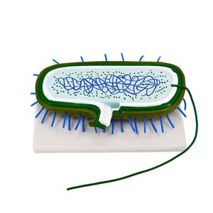 Modelos de Enseñanza de Biología para Secundaria y Bachillerato: Modelos de Virus, Escherichia coli, Bacteriófagos, Flor de Tabaco - Product Image 1