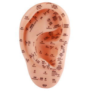 23 सेमी पारंपरिक चीनी चिकित्सा ऑरिकुलर पॉइंट मॉडल दोहरी भाषा शरीर सुरक्षा फ़ंक्शन के साथ कान अभ्यास - Product Image 5