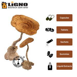 ผงสารสกัดเห็ดนมเสือ LiGNO TM02 ความเข้มข้นสูง ช่วยบำรุงสุขภาพทางเดินหายใจ พร้อมส่วนผสมที่ออกฤทธิ์ - Product Image 4