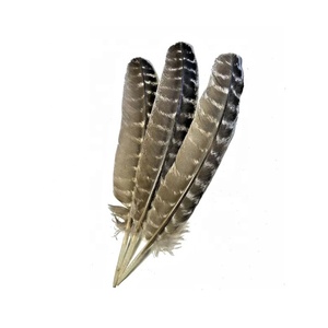 Plumes <span class=keywords><strong>d</strong></span>'ailes de dinde sauvage naturelles de 25-30 cm en gros pour l'artisanat DIY, coiffures indiennes, <span class=keywords><strong>d</strong></span>écorations <span class=keywords><strong>d</strong></span>'ailes <span class=keywords><strong>d</strong></span>'ange - Product Image 5