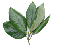 Huile de feuille de magnolia 100% pure et naturelle