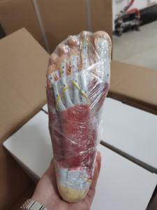 Modelo anatómico de músculo de pie humano desmontable de alta calidad con vasos sanguíneos y nervios 9 partes - Product Image 6