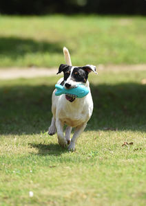 Jouets pour animaux <span class=keywords><strong>de</strong></span> compagnie en forme <span class=keywords><strong>de</strong></span> <span class=keywords><strong>requin</strong></span>, design unique, haute qualité, vente en gros, jouets à mâcher pour chiens, nettoyage des <span class=keywords><strong>dents</strong></span>, accessoires pour animaux <span class=keywords><strong>de</strong></span> compagnie - Product Image 4
