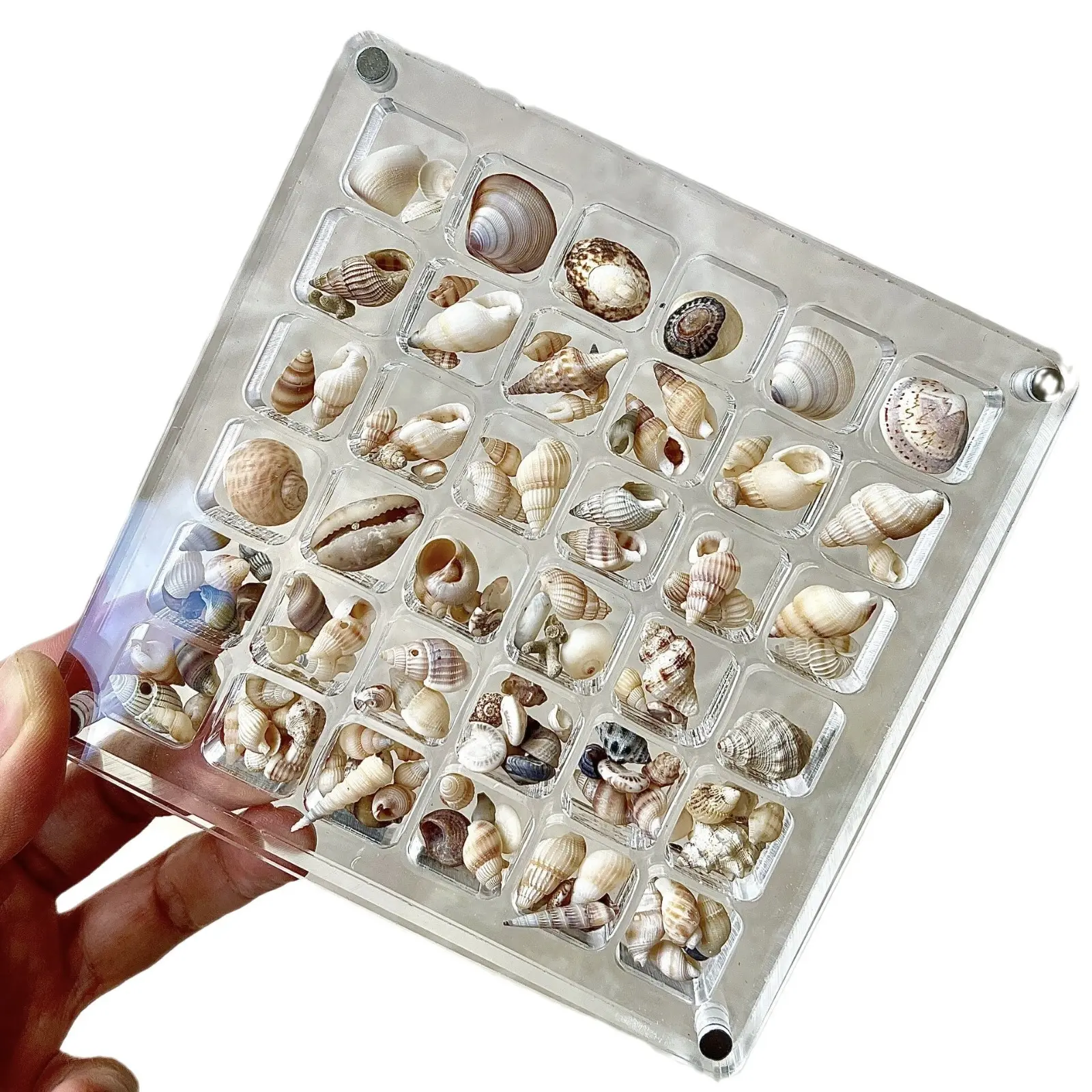 Kotak penyimpanan kerang magnetik akrilik 36 kompartemen Display kerajinan kecil kotak penyimpanan perhiasan kuku bintang laut dekoratif cangkang digunakan