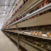 Nouvel équipement avicole automatique : Système de cages en batterie de type A galvanisé pour 5000 poules pondeuses