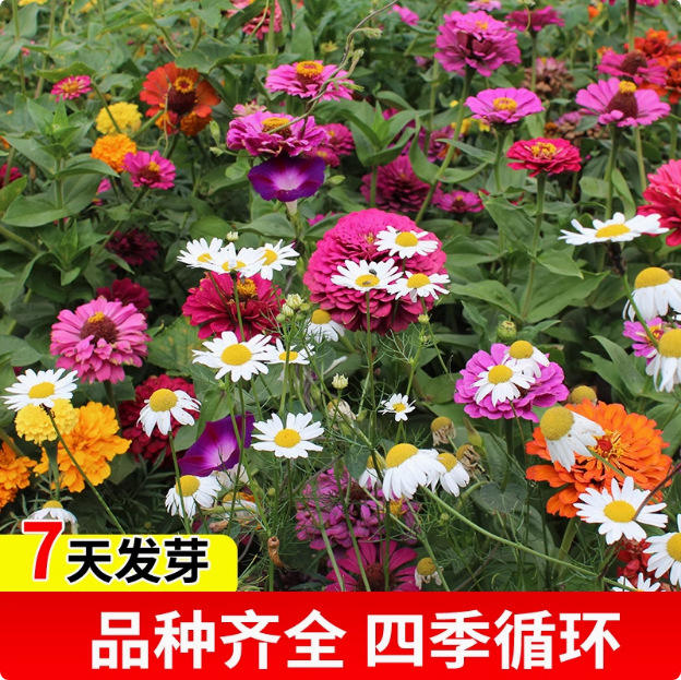 ดอกไม้ป่าที่เติบโตอย่างรวดเร็ว