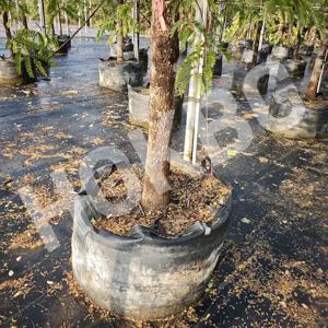 HOKBG 25 35 Bolsas de cultivo tejidas de PP negras portátiles y reutilizables de 50 galones para plantación de vivero con asas Precio de fábrica - Product Image 6