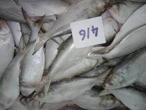 Pescado Pomfret de color negro, Frozen, Whatsap, 0084, 989, 322, 607 - Product Image 5