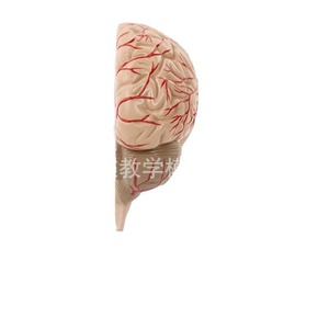Modèle d'artère cérébrale humaine, modèle d'anatomie du cerveau, modèle de cerveau, anatomie de l'hémisphère cérébral, grandeur nature, avec étiquettes. - Product Image 5
