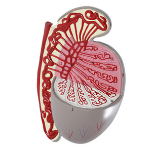 Mô hình dương vật bằng nhựa sciedu Mô hình giải phẫu 3.5 lần phóng đại Mô hình tinh hoàn cơ quan sinh dục nam - Product Image 3