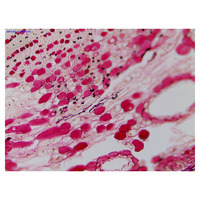 High Performance 40x-1000x Compound Biological Microscope