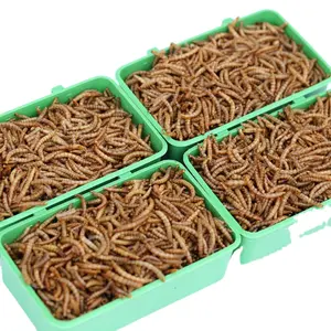 Microwave Tenebrio Mealworm Superworm Cricket Black Soldier Fly Larvae BSF BSF From China