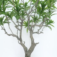 Plante artificielle Dracaena Reflexa pour sol - Grande plante en pot résistante aux UV pour la décoration de l'aménagement paysager des halls d'hôtels et d'hôtesseries