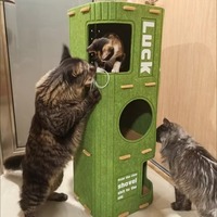 Arbre à chat de luxe, mignon, classique, moderne, durable, multi-niveaux, multifonctionnel, avec griffoir double couche et maison universelle pour chat
