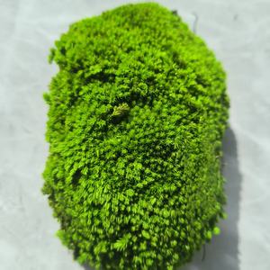 Vente en gros de mousse de boule carrée naturelle verte, mousse de poteau, carreaux de mousse, décoration de bureau, lichen stabilisé et préservé, Fête du Poisson d'avril - Product Image 2