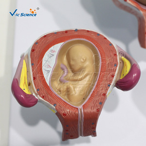 Modèle de développement embryonnaire humain (5 composants) - Aide pédagogique sur la reproduction - Démonstration des étapes de développement embryonnaire - Product Image 4