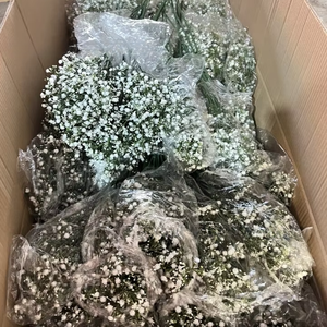 Nueva Gypsophila <span class=keywords><strong>Paniculata</strong></span> Artificial de Tacto Real para Arreglos Florales, Decoración de Bodas y Hogar - Product Image 1