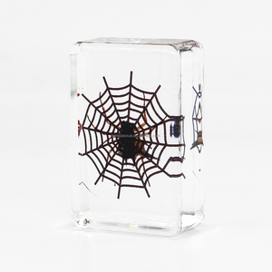 Artesanía de resina hecha a mano, espécimen de araña de insecto real, resina de cristal, modelos de colección de especímenes de animales naturales - Product Image 6