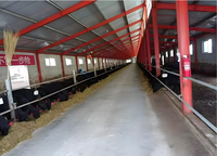 Estructura de Acero Automática y Ligera para Avicultura, Naves Modernas, Jaulas de Batería para Gallinas Ponedoras, Kits de Naves para Cerdos, Soldadura de Estructuras