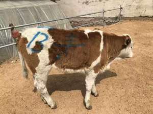 Verde Blu di Colore Rosso Animale Penna di Indicatore Etichetta Maiale Pecora Vitello Animale Marcatura Pastello per L'alimentazione di Vaccinazione - Product Image 2