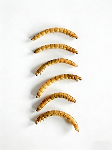 Vendita all'Ingrosso di Vermi Essiccati, <span class=keywords><strong>Cibo</strong></span> Secco <span class=keywords><strong>per</strong></span> Alimentazione di Uccelli Selvatici, Piccioni e <span class=keywords><strong>Pappagalli</strong></span> - Product Image 3