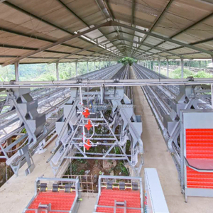 Cage à poulets de type A pour l'élevage avicole, poulailler pour poules pondeuses, avec système d'abreuvement et d'alimentation automatiques pour 10 000 oiseaux - Product Image 2