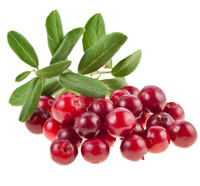 Poudre de fruits de canneberges européennes naturelle, fournie directement par l'usine