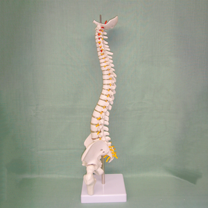מודלים אנטומיים בגודל טבעי באיכות גבוהה מ-PVC, חינוכיים, אחריות לשנה, הכשרת אחיות, תיקון עמוד שדרה, עמוד שדרה, אגן, עצם הירך - Product Image 3