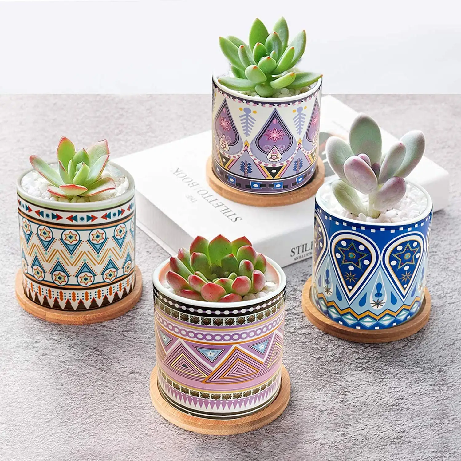 Promoção de portuguese, Compras Online de portuguese Promocionais -  floração cactus planta.alibaba.com