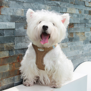 Juego de arnés y correa de lujo personalizable para perros y gatos, agradable para la piel y transpirable con características de prevención de escape - Product Image 1