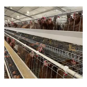 Hochrangige industrielle Zucht führen Hühner käfig zu lebenden Hühnern
