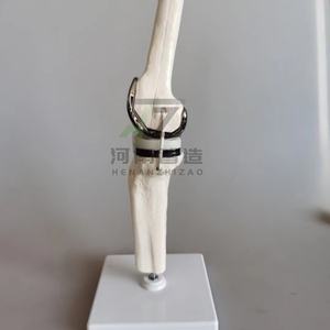 Modèle d'articulation du genou artificielle, modèle artisanal pour l'enseignement médical - Product Image 3