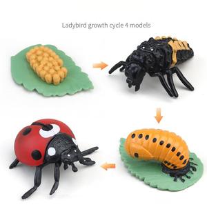 ของเล่นรูปวงจรชีวิตแมลงเพื่อการศึกษา ชุดการเรียนรู้วิทยาศาสตร์พลาสติกแข็งไร้กลิ่น - Product Image 5
