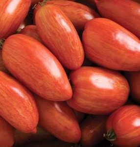 Pacchetto da <span class=keywords><strong>giardino</strong></span> 100 cimelio chiazzato di pomodoro <span class=keywords><strong>romano</strong></span> Non-GMO Lycopersicon Lycopersicum per giardinaggio domestico e vasi di fiori - Product Image 6