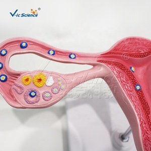 Modelo Anatómico Ampliado <span class=keywords><strong>de</strong></span> Fertilización Humana para Clínicas <span class=keywords><strong>de</strong></span> Obstetricia y Ginecología, Exhibición <span class=keywords><strong>de</strong></span> Ciencia Popular, CE/ISO/ROHS/CNAS - Product Image 4