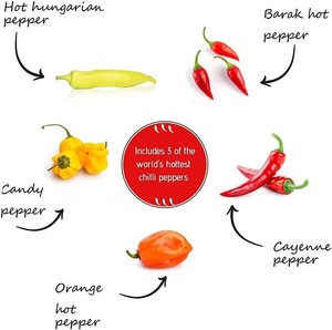 <span class=keywords><strong>Mini</strong></span> pot de fleur moderne d'intérieur pour la maison <span class=keywords><strong>Kit</strong></span> de jardin <span class=keywords><strong>potager</strong></span> pour bonsaï Plantation Bureau ou sol Type d'emballage - Product Image 2