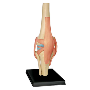 मानव प्राकृतिक आकार घुटने संयुक्त संरचनात्मक मॉडल विज्ञान शैक्षिक संरचनात्मक मॉडल घुटने संयुक्त मॉडल - Product Image 5